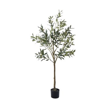 RG Olive Tree 152cm Green