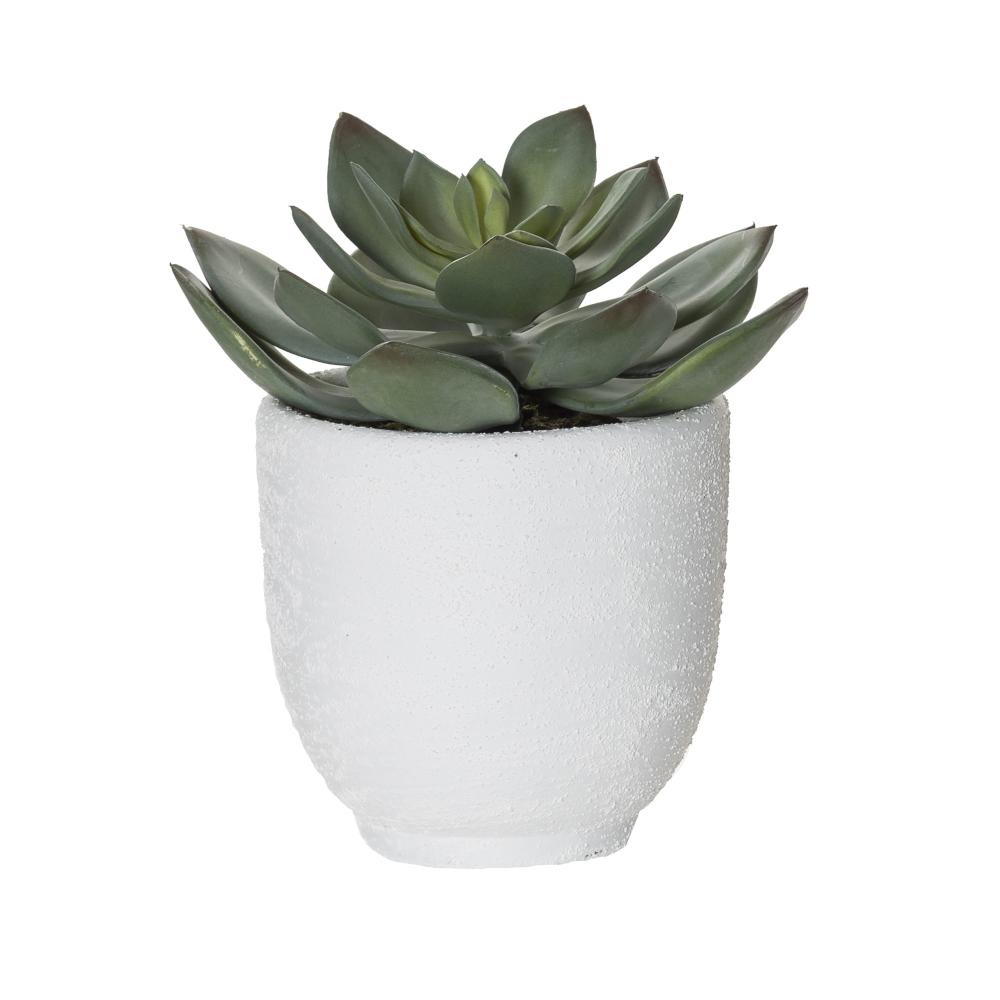 Echeveria-Orson Pot