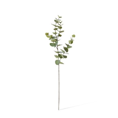 Eucalyptus Dollar Spray Grey Green
