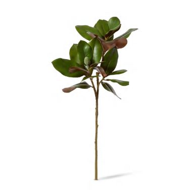 Magnolia Grand Leaves Branch Green