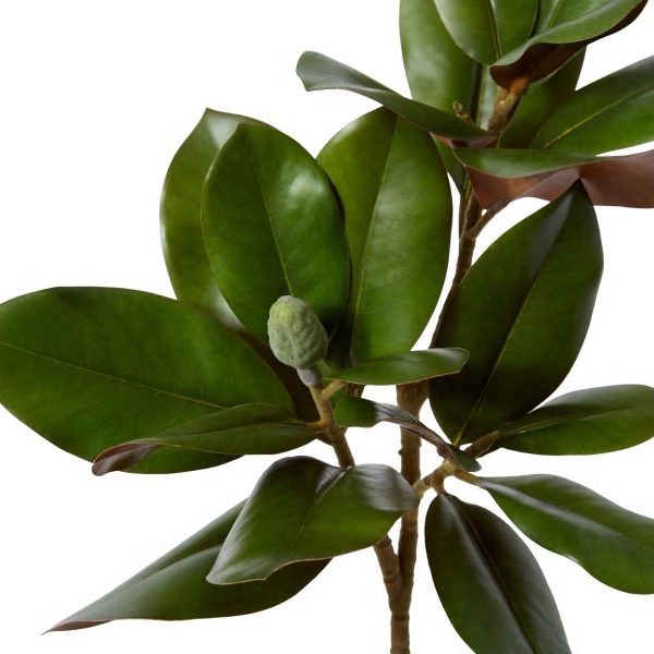 Magnolia Grand Leaves Branch Green