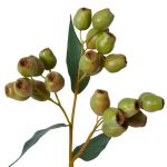 Gum Nut Spray -Green