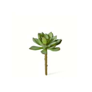 Echeveria Stem Green