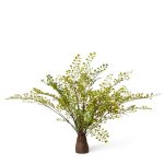 Fern Maiden Hair Stump Green