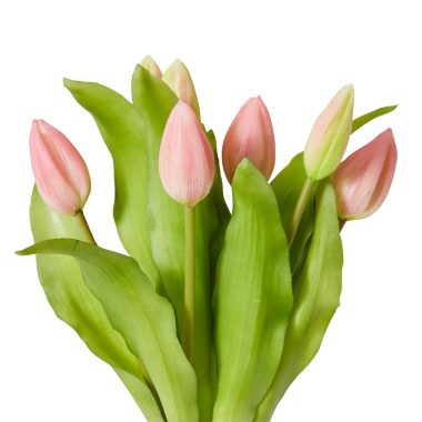 Tulip Bud Bundle Pink