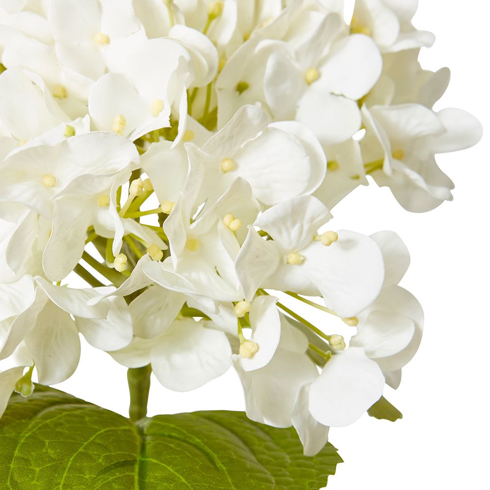 Hydrangea Bloom Stem Ivoy
