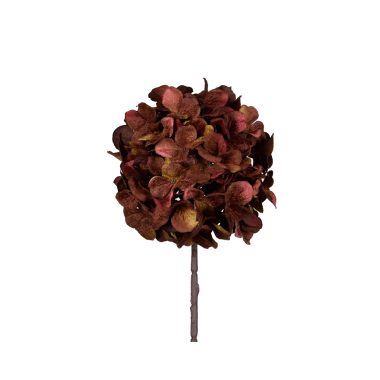 Autumnal Hydrangea Stem