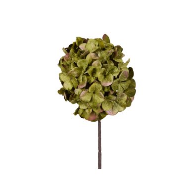 Green Hydrangea Stem