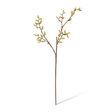 Magnolia Budding Stem