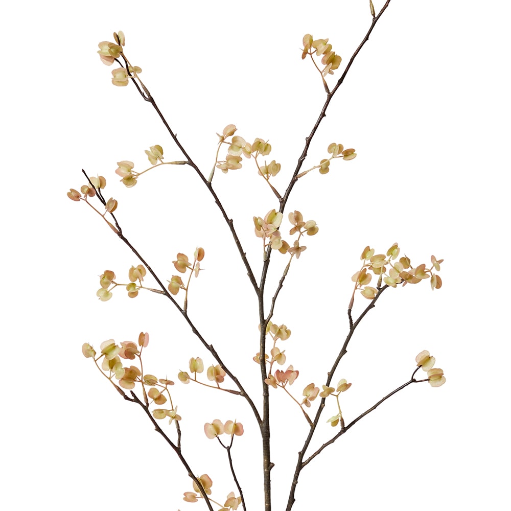 Elm Seeding Spray Soft Peach