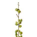 Fig Stem - Green -15x15x74cm