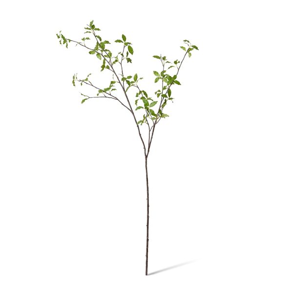 Pittosporum Leaf Branch Green