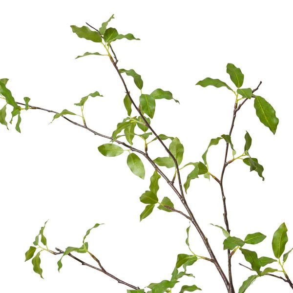 Pittosporum Leaf Branch Green