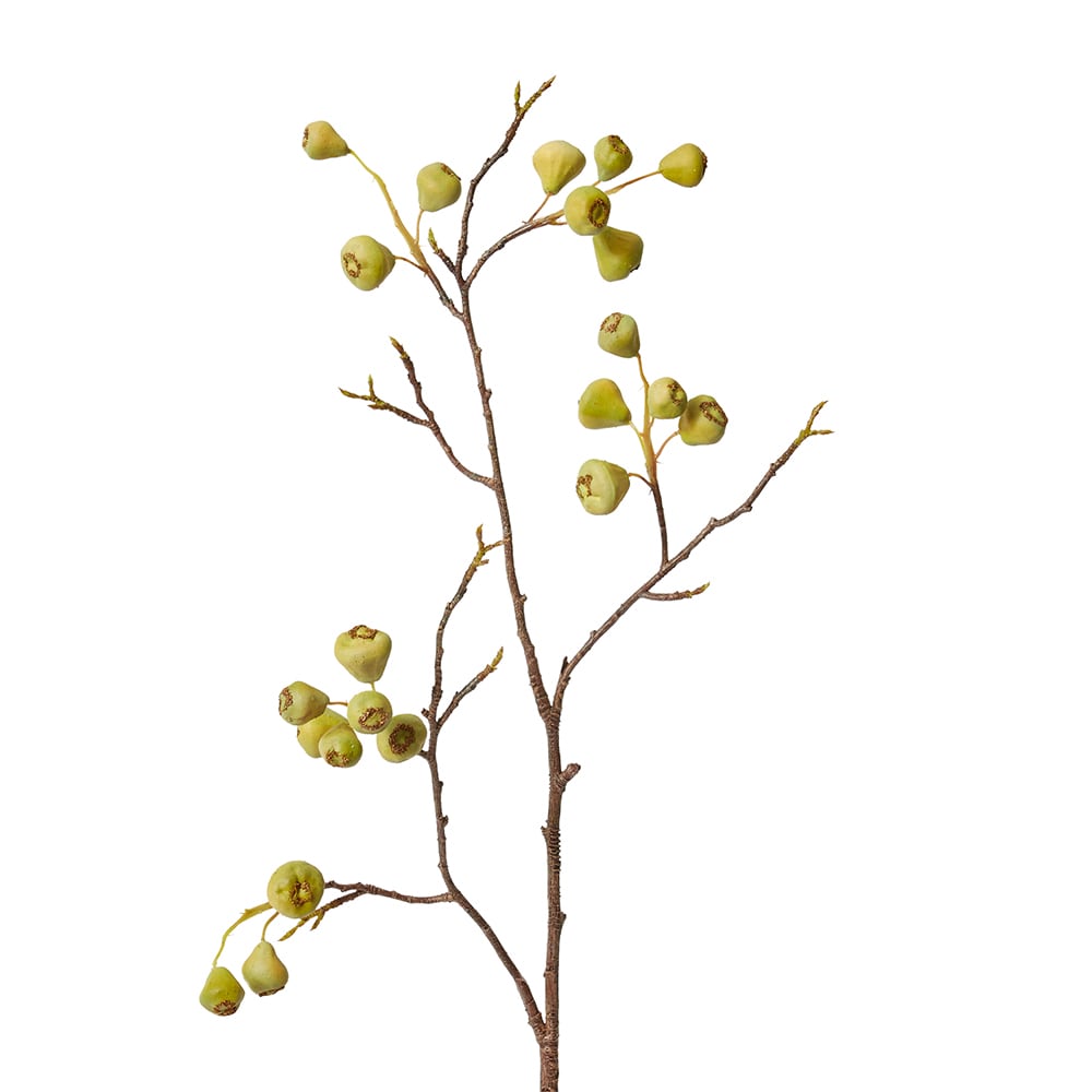 Mountain Apple Berry Branch Green