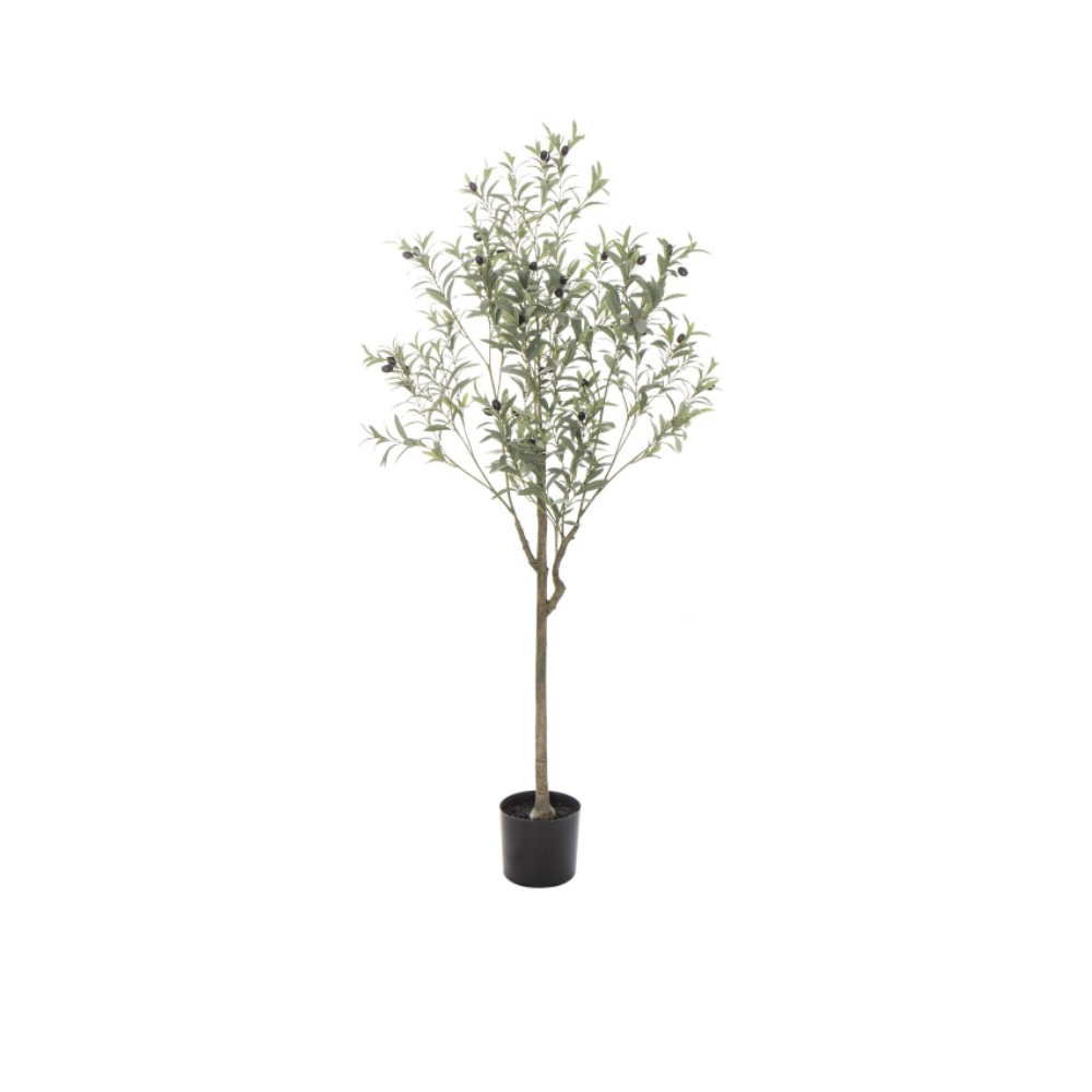 Olive Tree Grey Green