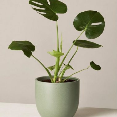 Pots & Planters